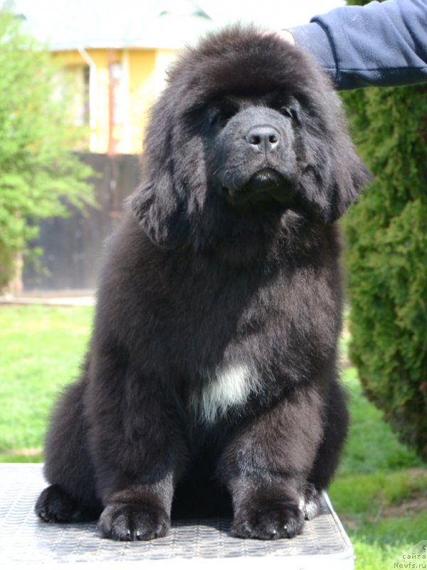 Фото: Absolute Winner Midnight Bear