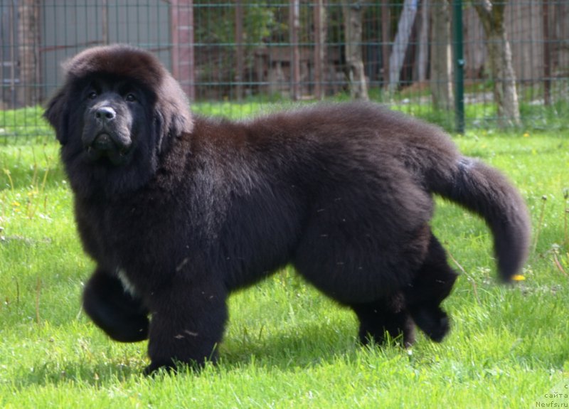 Фото: Absolute Winner Midnight Bear