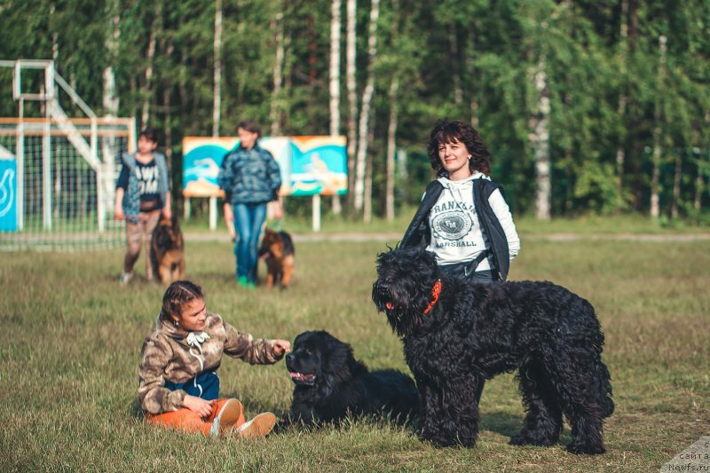 Фото: ньюфаундленд Пьер Ливи