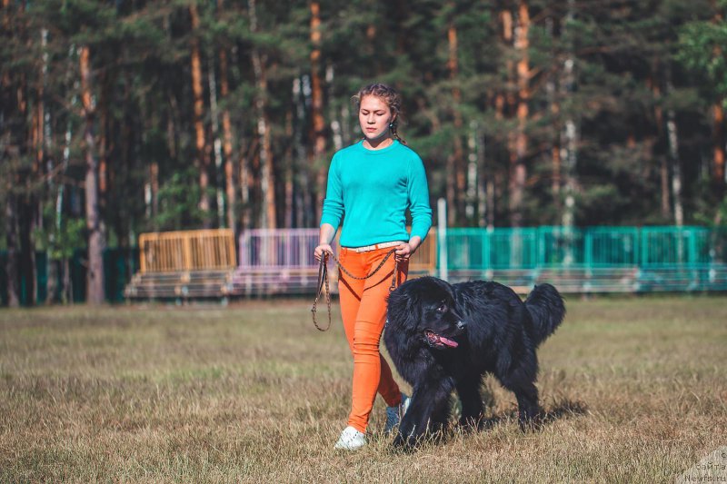 Фото: ньюфаундленд Пьер Ливи