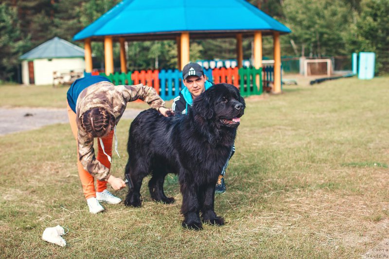 Фото: ньюфаундленд Пьер Ливи