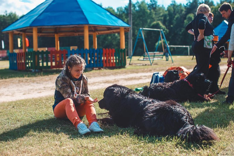 Фото: ньюфаундленд Пьер Ливи