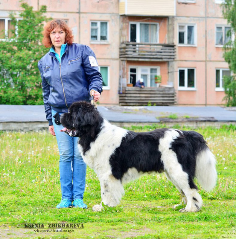 Фото: ньюфаундленд Степная Пальмира Единственный Мой