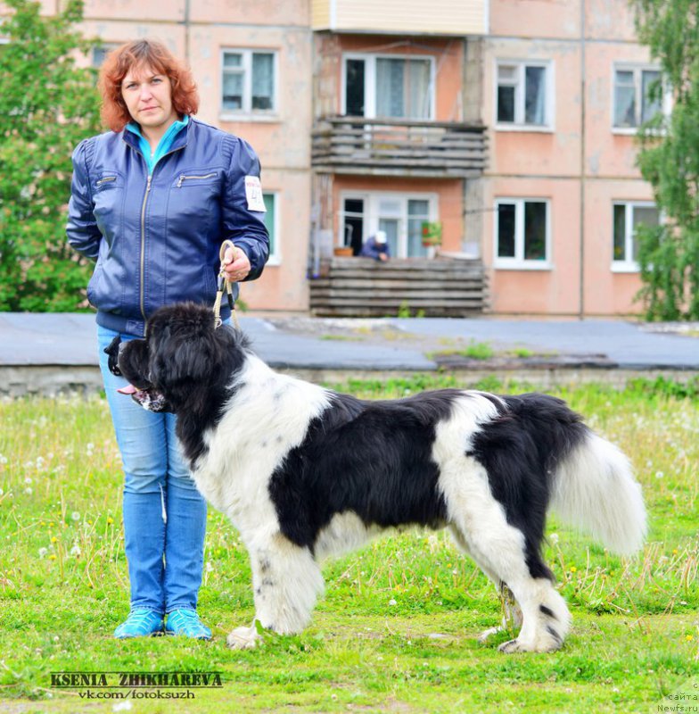Фото: ньюфаундленд Степная Пальмира Единственный Мой