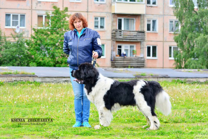 Фото: ньюфаундленд Степная Пальмира Единственный Мой