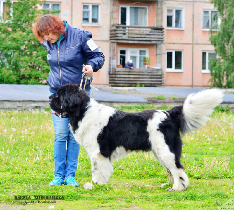 Фото: ньюфаундленд Степная Пальмира Единственный Мой