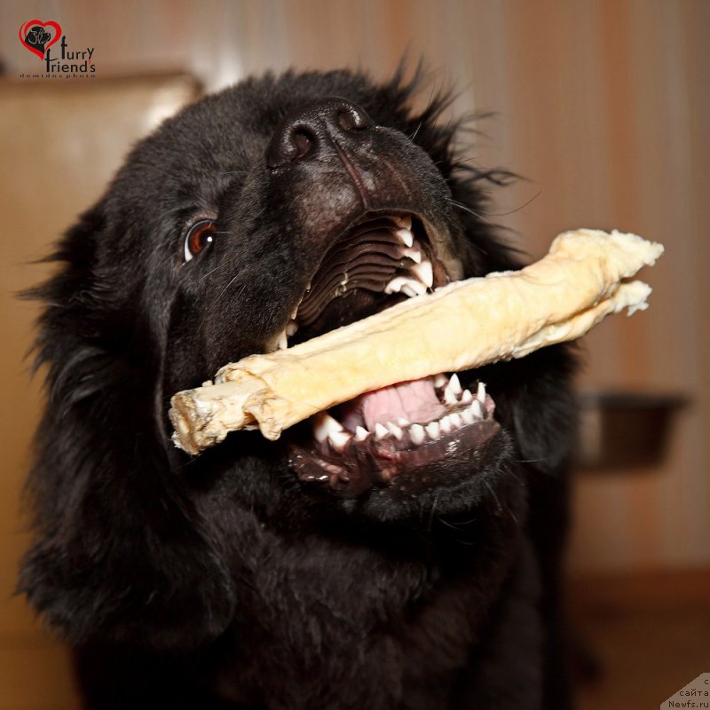 Фото: ньюфаундленд Белкондер-Клаб Бьянка Маруша (Belkonder-Club Bianca Marussia)