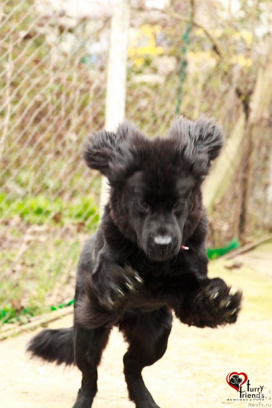 Фото: ньюфаундленд Белкондер-Клаб Бьянка Маруша (Belkonder-Club Bianca Marussia)