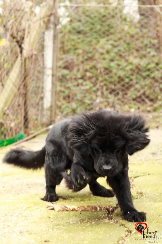 Фото: ньюфаундленд Белкондер-Клаб Бьянка Маруша (Belkonder-Club Bianca Marussia)