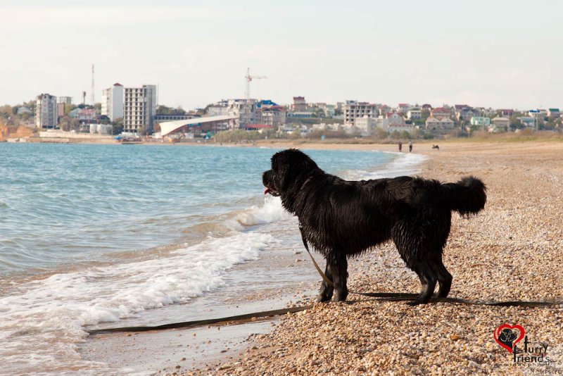 Фото: ньюфаундленд Белкондер-Клаб Бьянка Маруша (Belkonder-Club Bianca Marussia)