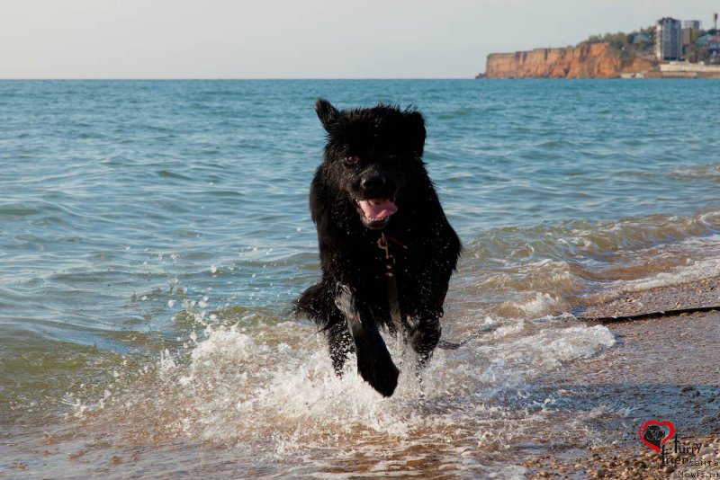 Фото: ньюфаундленд Белкондер-Клаб Бьянка Маруша (Belkonder-Club Bianca Marussia)