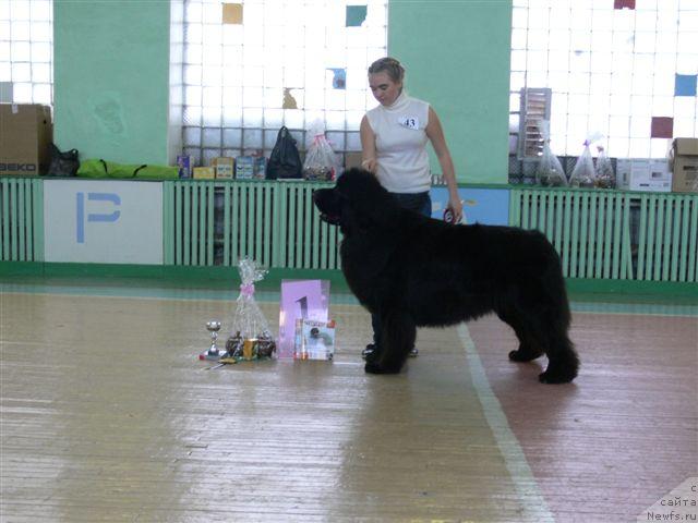 Фото: Александра Ивашова, ньюфаундленд О Блек Диамонд Литтл Беар (O Black Diamond Little Bear)