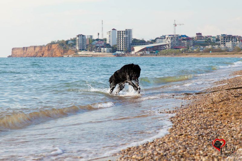 Фото: ньюфаундленд Белкондер-Клаб Бьянка Маруша (Belkonder-Club Bianca Marussia)