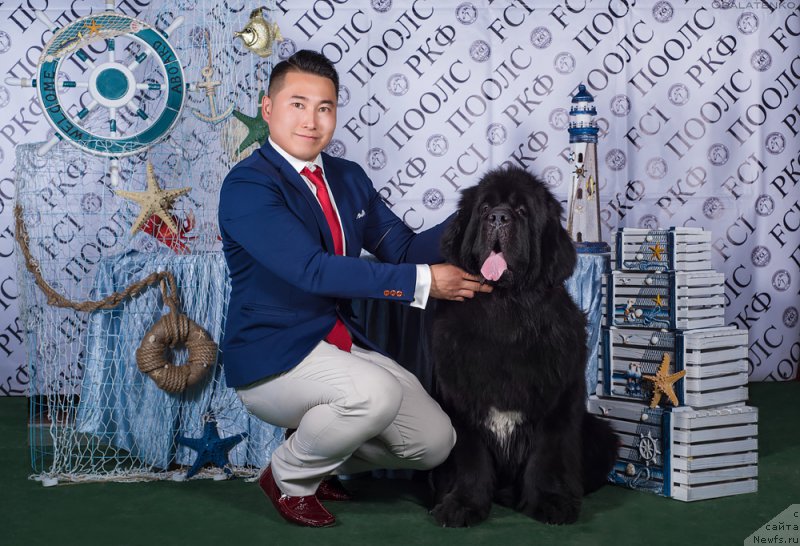 Фото: ньюфаундленд Сент Джонс Жирар Реми (Sent Djons Zhirar Remi)