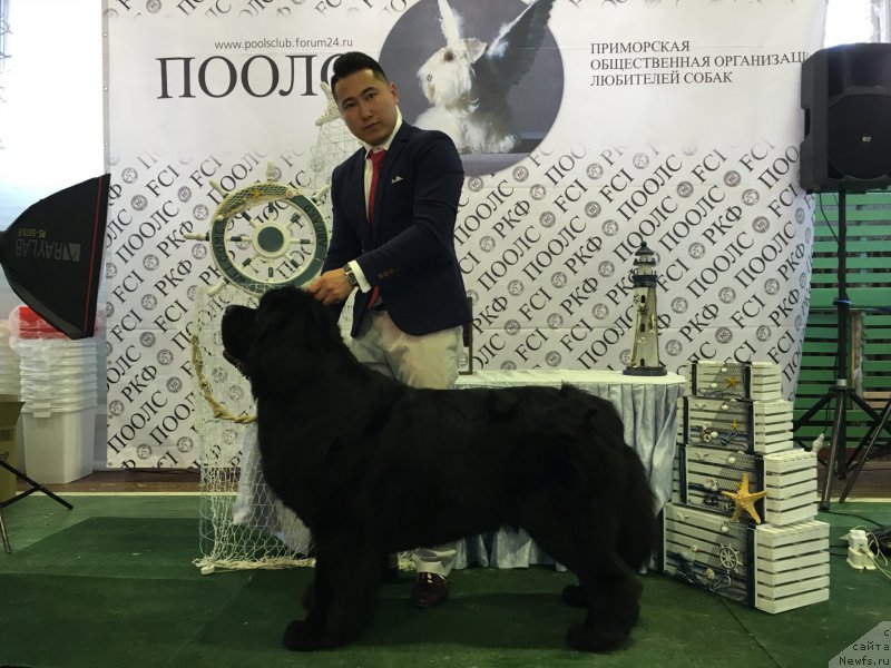 Фото: ньюфаундленд Сент Джонс Жирар Реми (Sent Djons Zhirar Remi)