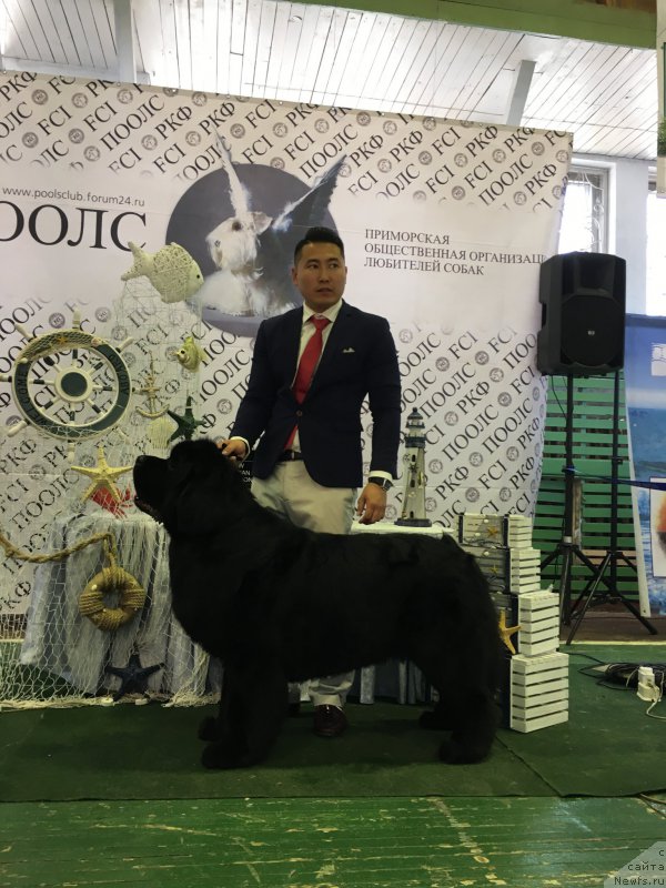 Фото: ньюфаундленд Сент Джонс Жирар Реми (Sent Djons Zhirar Remi)