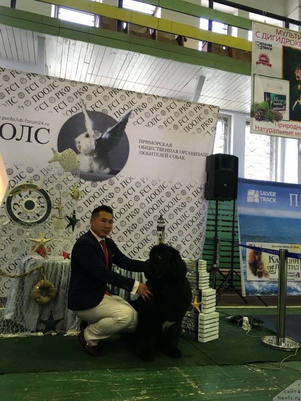 Фото: ньюфаундленд Сент Джонс Жирар Реми (Sent Djons Zhirar Remi)