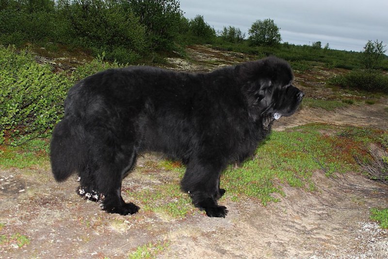 Фотография № 208987