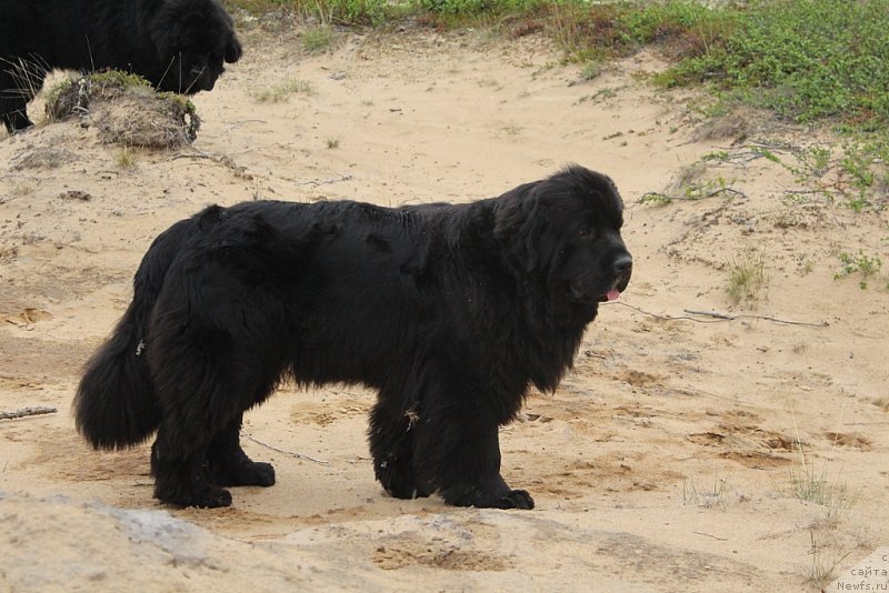 Фото: ньюфаундленд Анабелле Квин оф зэ Моунтайнс