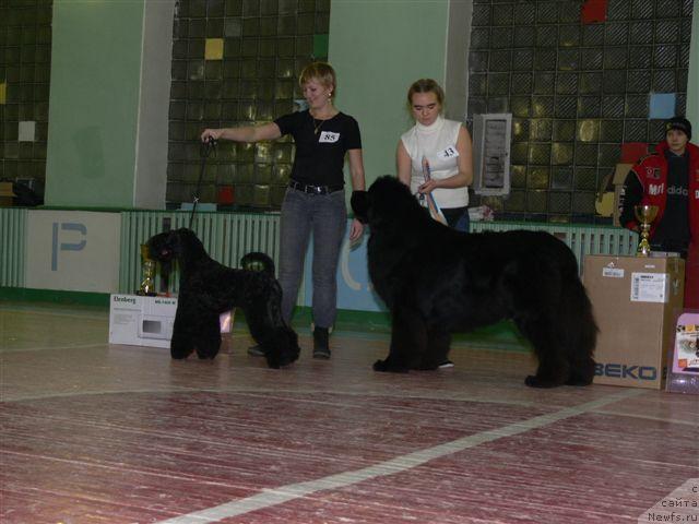 Фото: Александра Ивашова, ньюфаундленд О Блек Диамонд Литтл Беар (O Black Diamond Little Bear)