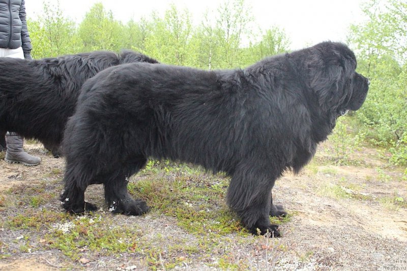 Фото: ньюфаундленд Бегущая по Волнам Зеро Коол