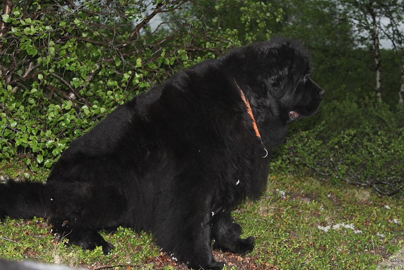 Фото: ньюфаундленд Fortuna of Giant's Island