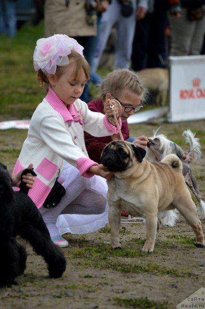Фото: ньюфаундленд Степная Пальмира Единственный Мой