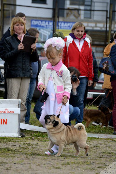 Фото: ньюфаундленд Степная Пальмира Единственный Мой