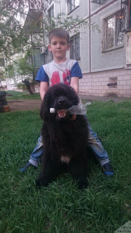 Фото: ньюфаундленд Эквалс зе Бест