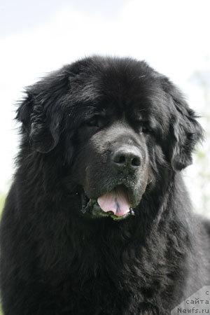 Фото: ньюфаундленд Смигар Ярмут