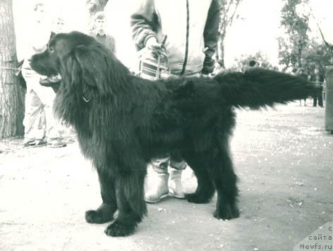 Фото: ньюфаундленд Чиммерс Цет Вольф