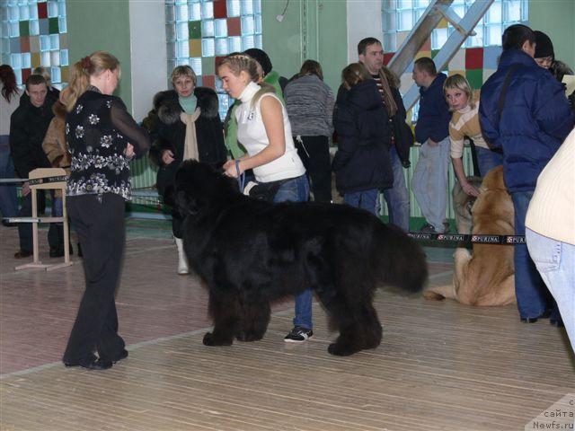 Фото: Александра Ивашова, ньюфаундленд О Блек Диамонд Литтл Беар (O Black Diamond Little Bear)