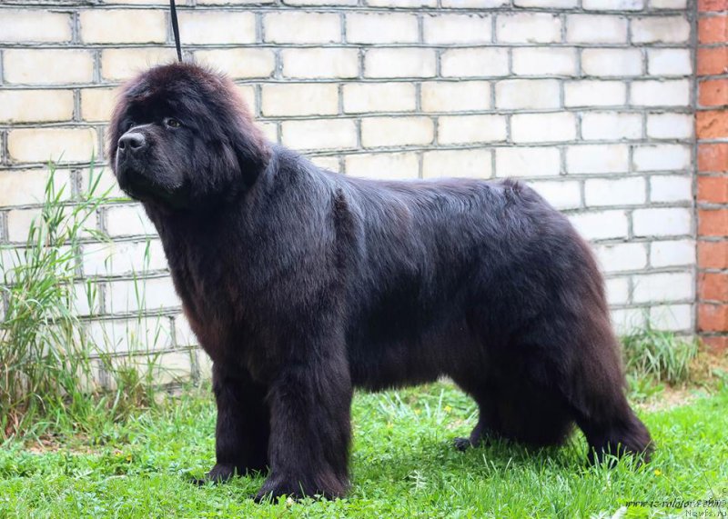 Фотография № 209003