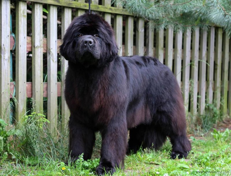 Фотография № 209004