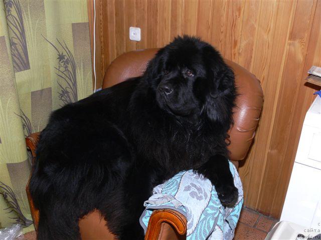 Фото: ньюфаундленд О Блек Диамонд Литтл Беар (O Black Diamond Little Bear)