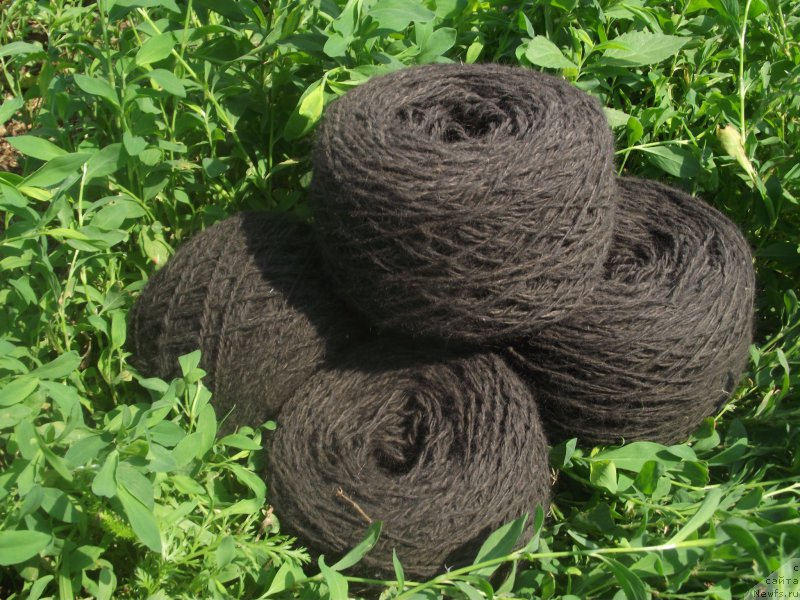 Фотография № 209012