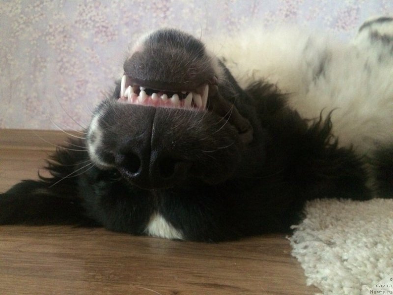 Фото: ньюфаундленд Беринг от Карельских Медведей