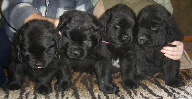 Фото: ньюфаундленд Колдовская Любовь, ньюфаундленд Красивая Затея, ньюфаундленд Капитан Ньюфорт, ньюфаундленд Кудесник Звездный