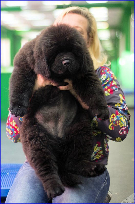Фото: ньюфаундленд Браунблад МСК Хаким Голд Хайдар (Brownblood MSK Hakim Gold Haydar), ньюфаундленд Ньюфорт Лапочка Дочка, Лена Зырина