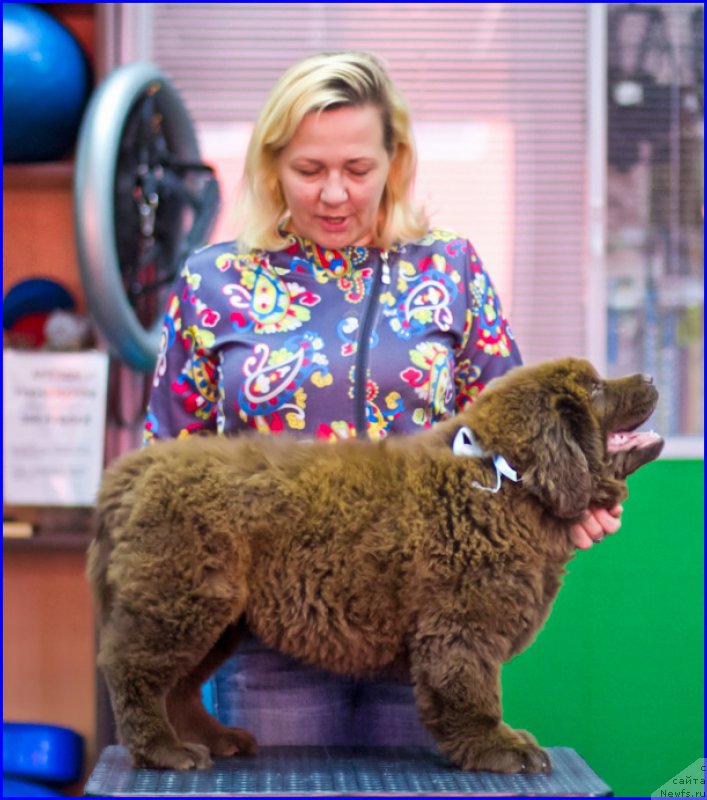Фото: ньюфаундленд Браунблад МСК Хаким Голд Хайдар (Brownblood MSK Hakim Gold Haydar), ньюфаундленд Ньюфорт Лапочка Дочка, Лена Зырина