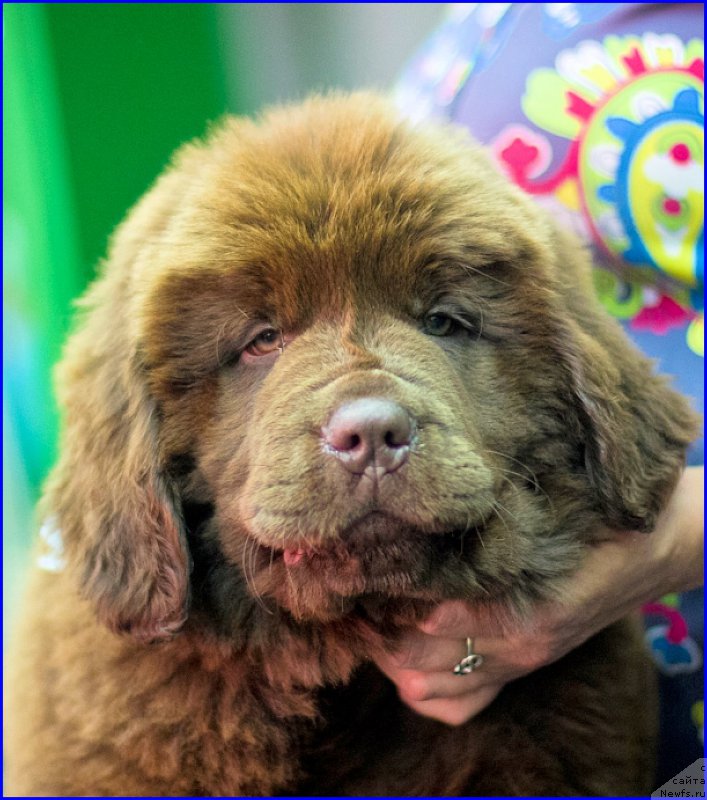 Фотография № 209028