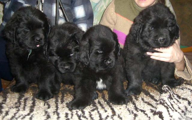 Фото: ньюфаундленд Колдовская Любовь, ньюфаундленд Красивая Затея, ньюфаундленд Капитан Ньюфорт, ньюфаундленд Кудесник Звездный