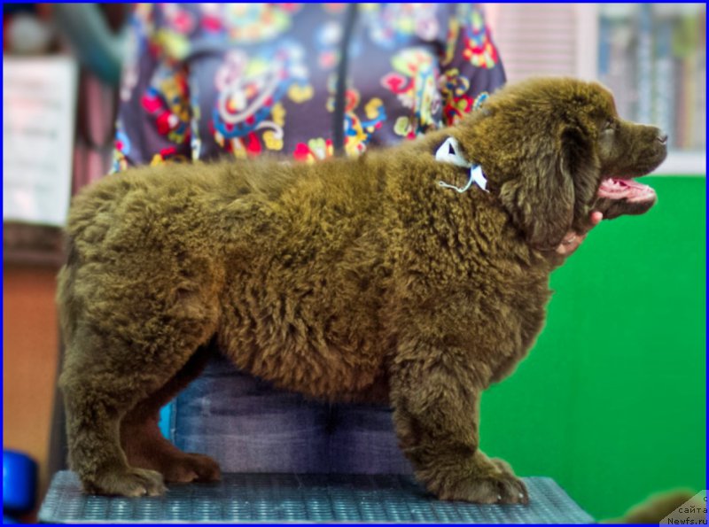 Фотография № 209030