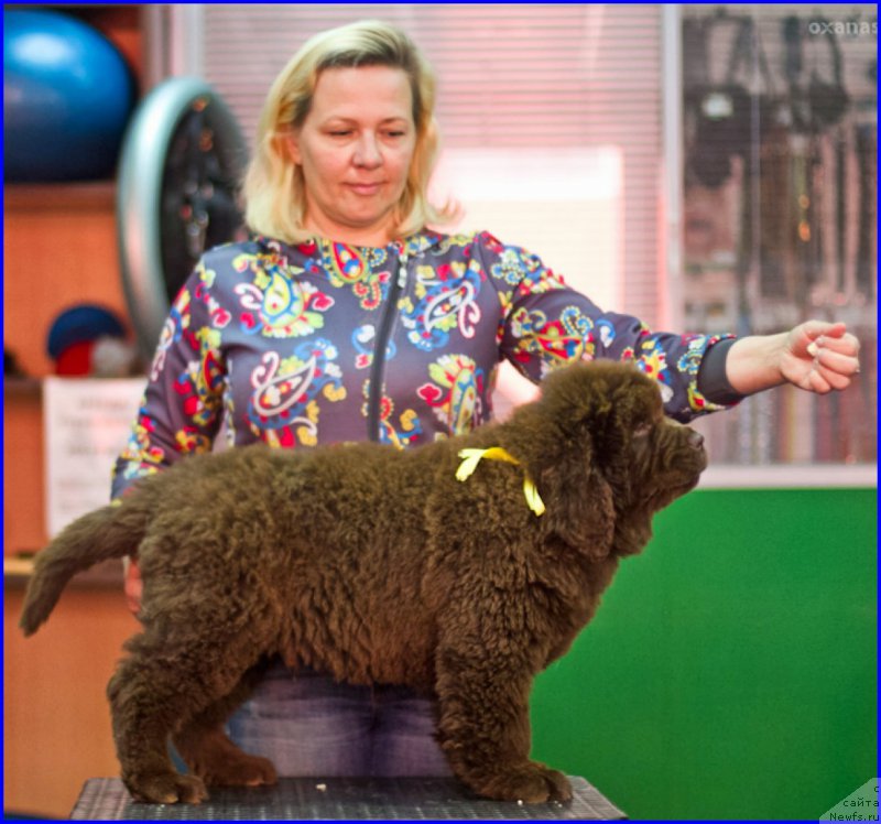 Фото: ньюфаундленд Браунблад МСК Хаким Голд Хайдар (Brownblood MSK Hakim Gold Haydar), ньюфаундленд Ньюфорт Лапочка Дочка, Лена Зырина