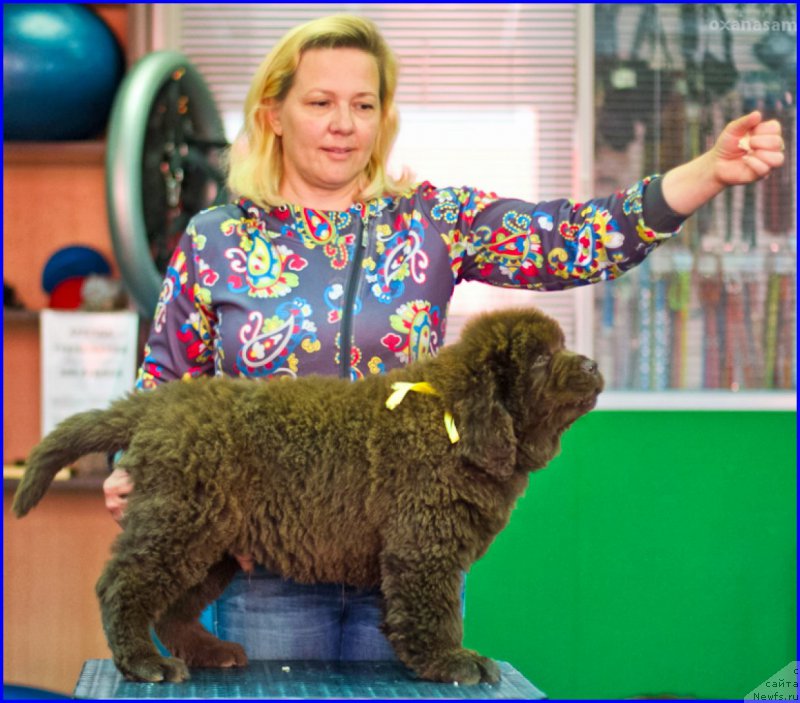 Фото: ньюфаундленд Браунблад МСК Хаким Голд Хайдар (Brownblood MSK Hakim Gold Haydar), ньюфаундленд Ньюфорт Лапочка Дочка, Лена Зырина