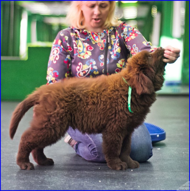 Фото: ньюфаундленд Браунблад МСК Хаким Голд Хайдар (Brownblood MSK Hakim Gold Haydar), ньюфаундленд Ньюфорт Тайм'с Голд Алекса, Лена Зырина