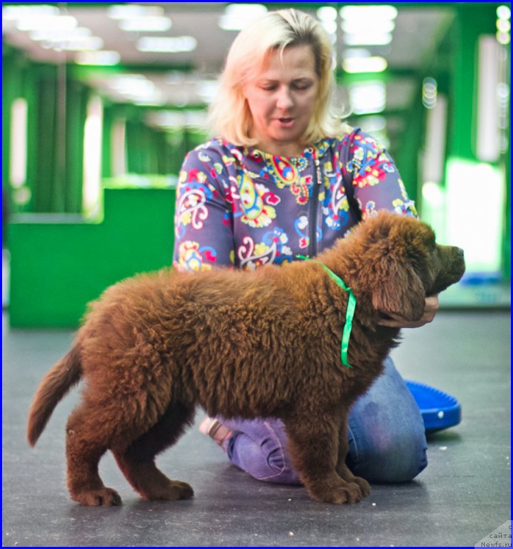 Фото: ньюфаундленд Браунблад МСК Хаким Голд Хайдар (Brownblood MSK Hakim Gold Haydar), ньюфаундленд Ньюфорт Тайм'с Голд Алекса, Лена Зырина
