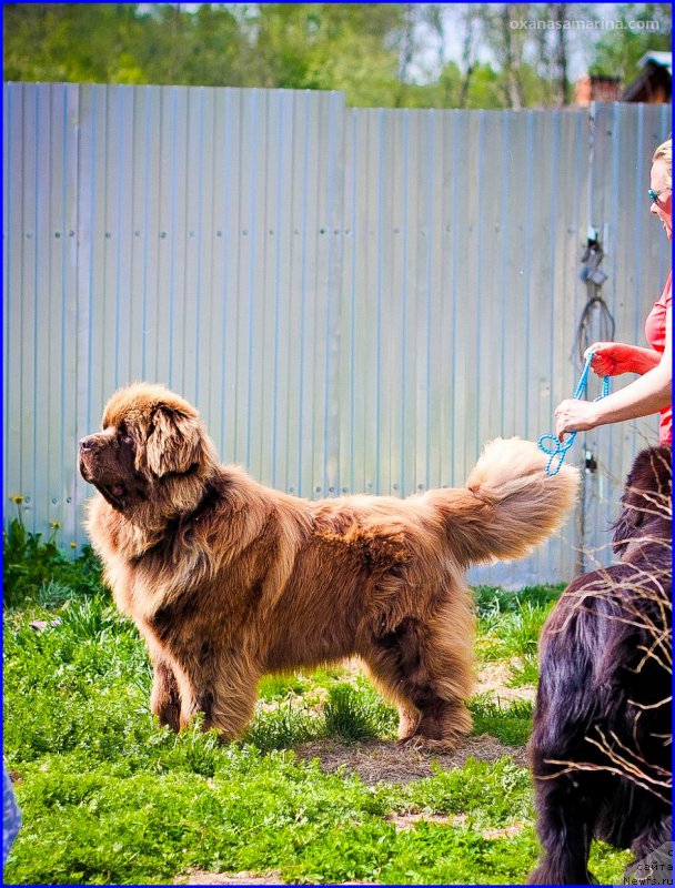 Фото: ньюфаундленд Браунблад МСК Хаким Голд Хайдар (Brownblood MSK Hakim Gold Haydar)