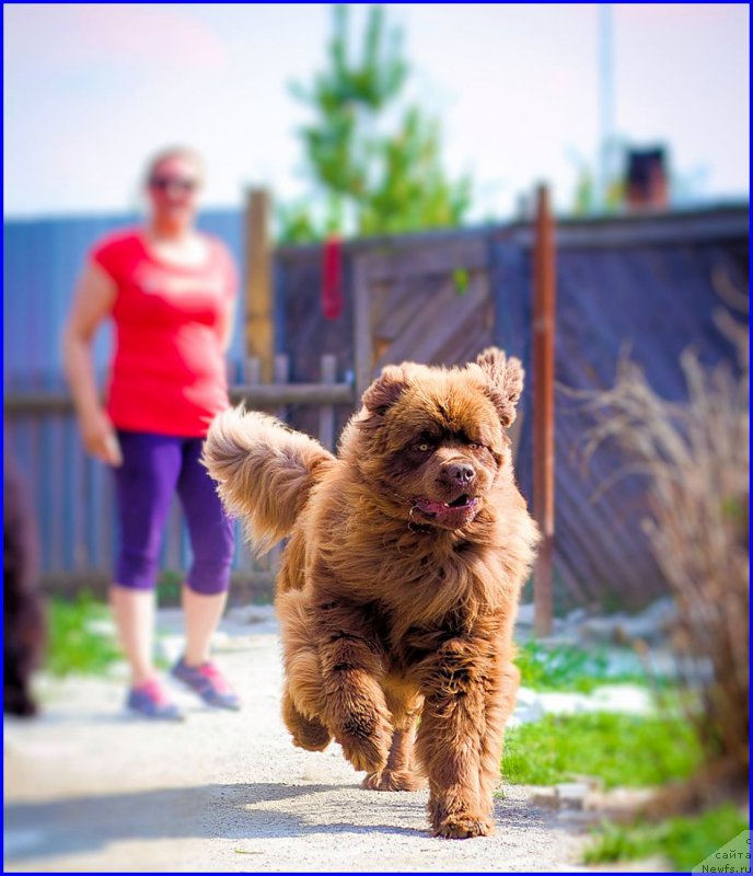 Фото: ньюфаундленд Браунблад МСК Хаким Голд Хайдар (Brownblood MSK Hakim Gold Haydar)