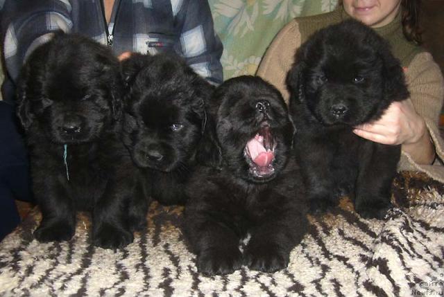 Фото: ньюфаундленд Колдовская Любовь, ньюфаундленд Красивая Затея, ньюфаундленд Капитан Ньюфорт, ньюфаундленд Кудесник Звездный